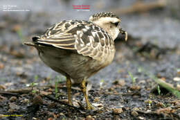 Imagem de Charadrius morinellus Linnaeus 1758