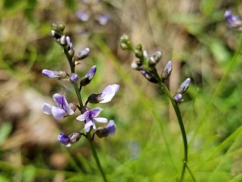 Image of Psoralea lupinella Michx.