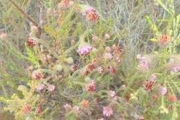 Image of Erica barbigeroides E. G. H. Oliver