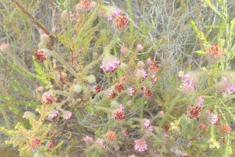 Image of Erica barbigeroides E. G. H. Oliver