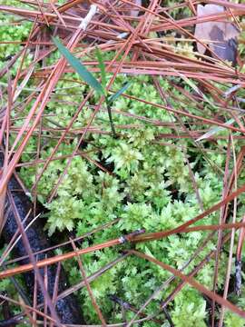 Image de Sphagnum perichaetiale Hampe ex C. Müller 1848