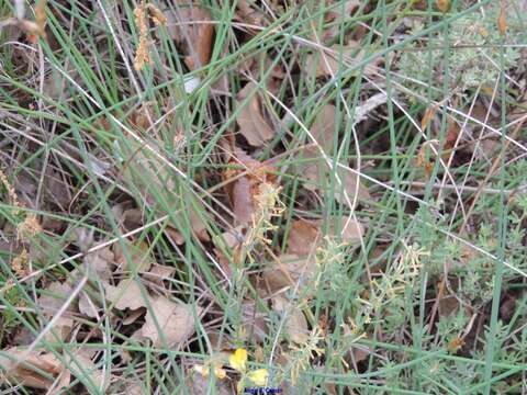 Слика од Thymelaea pubescens (L.) Meissn.