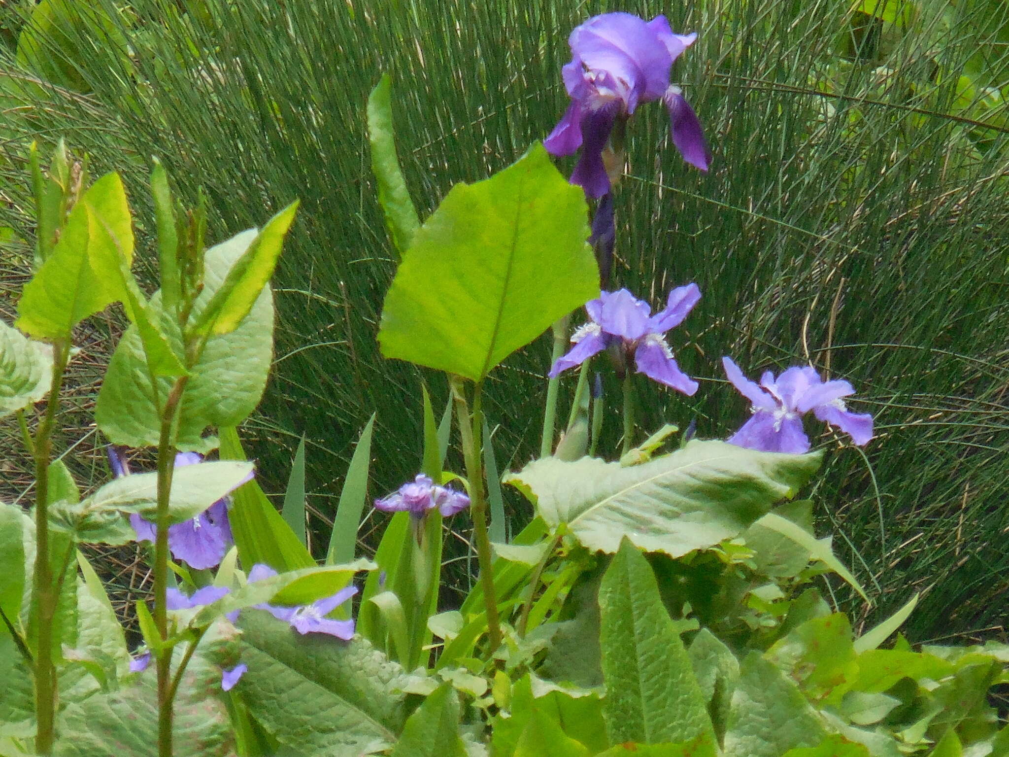 Plancia ëd Iris tectorum Maxim.