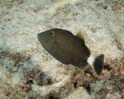 Image of Bridle Triggerfish