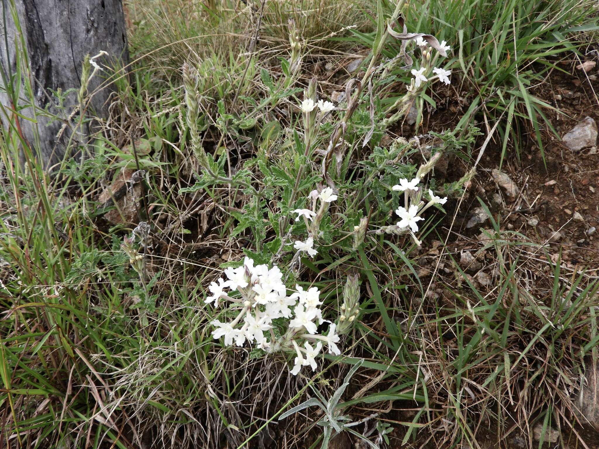 Image of Glandularia platensis (Spreng.) Schnack & Covas