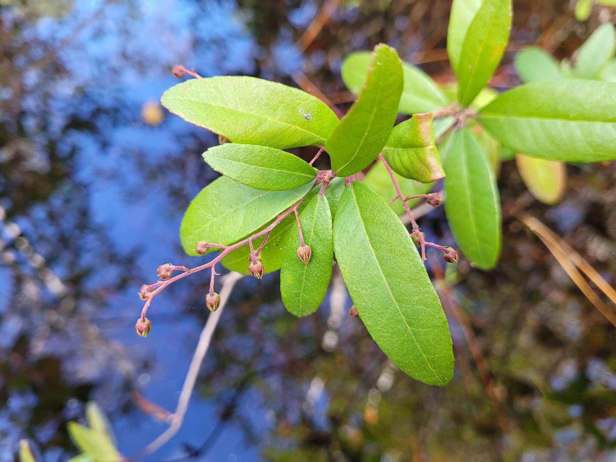 Image of Climbing Fetterbush