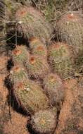 Image of Echinocereus reichenbachii var. baileyi (Rose) N. P. Taylor