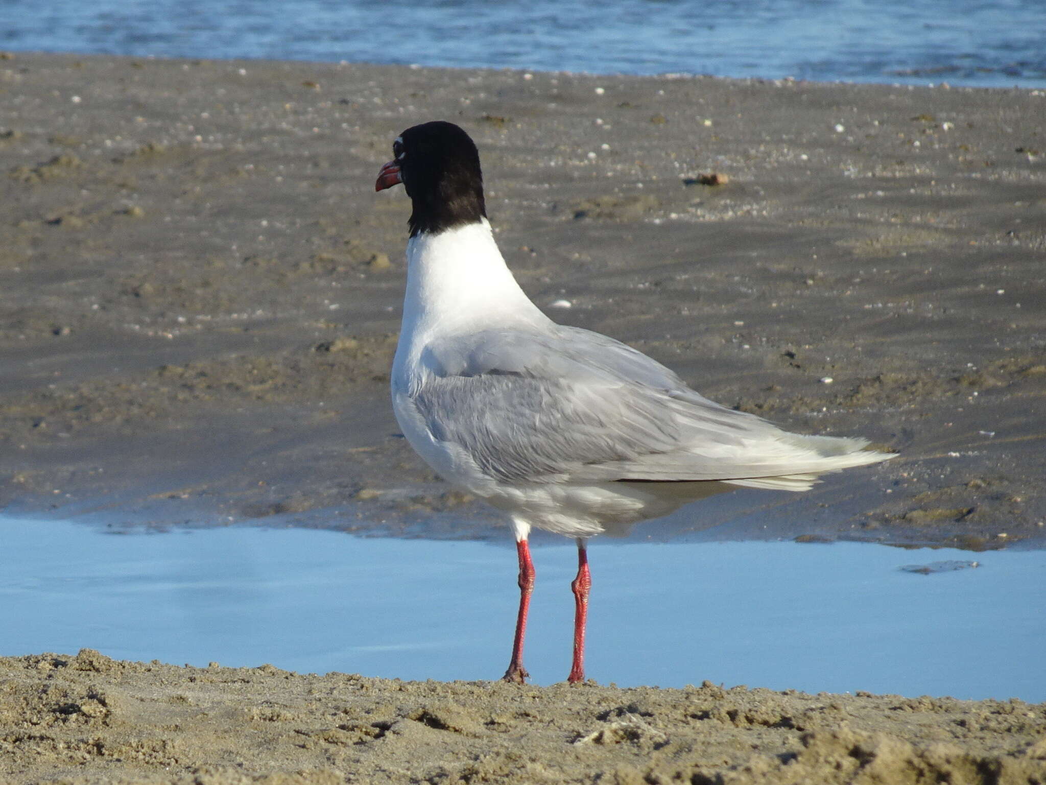 Image of Mediterranean Gull