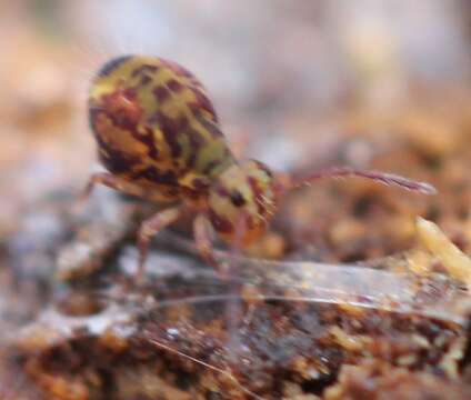 Image of Dicyrtomina minuta f. ornata E. Handschin 1929