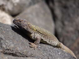 Image of Phymaturus extrilidus Lobo, Espinoza, Sanabria & Quiroga 2012