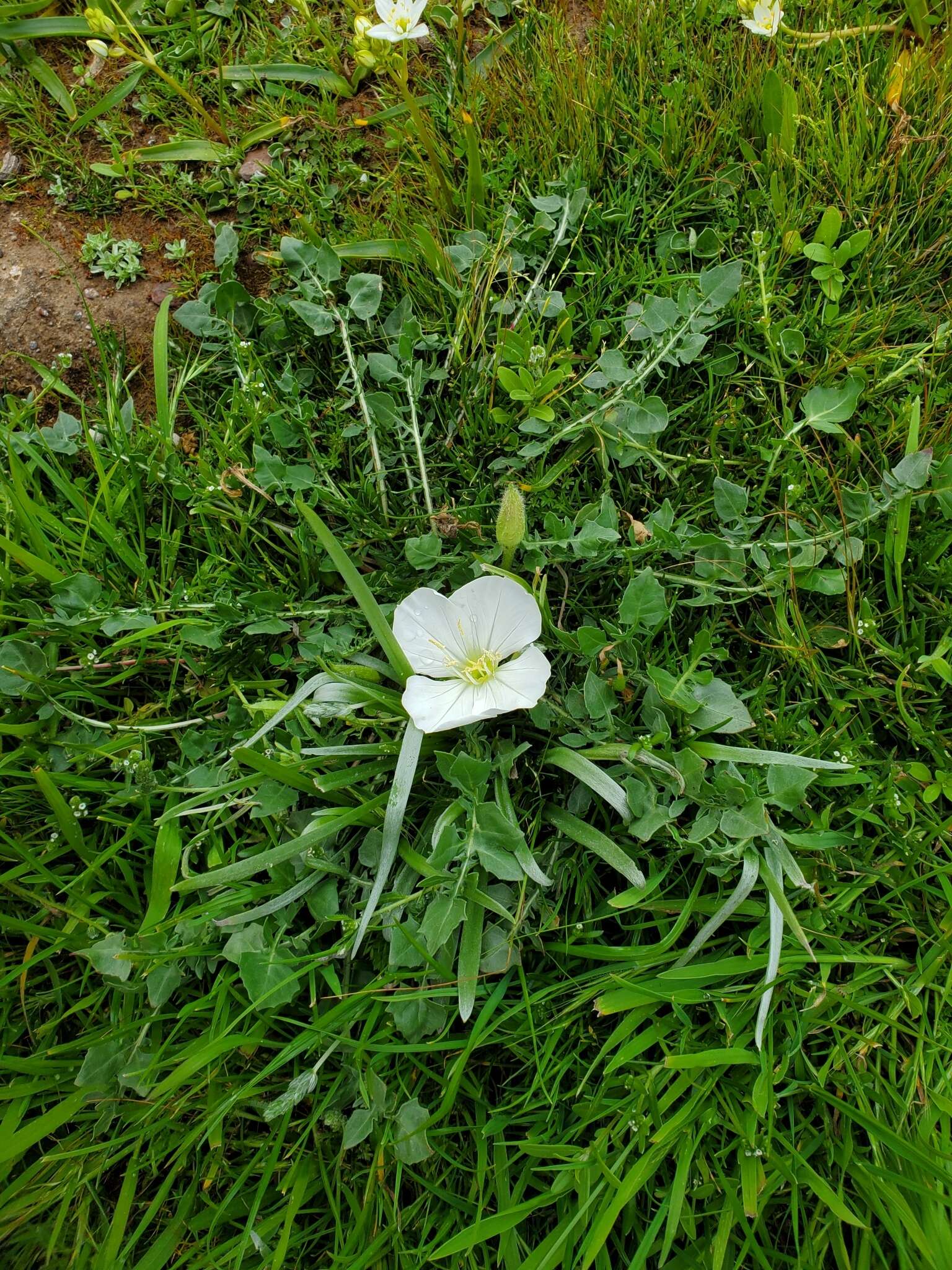 Imagem de Oenothera acaulis Cav.