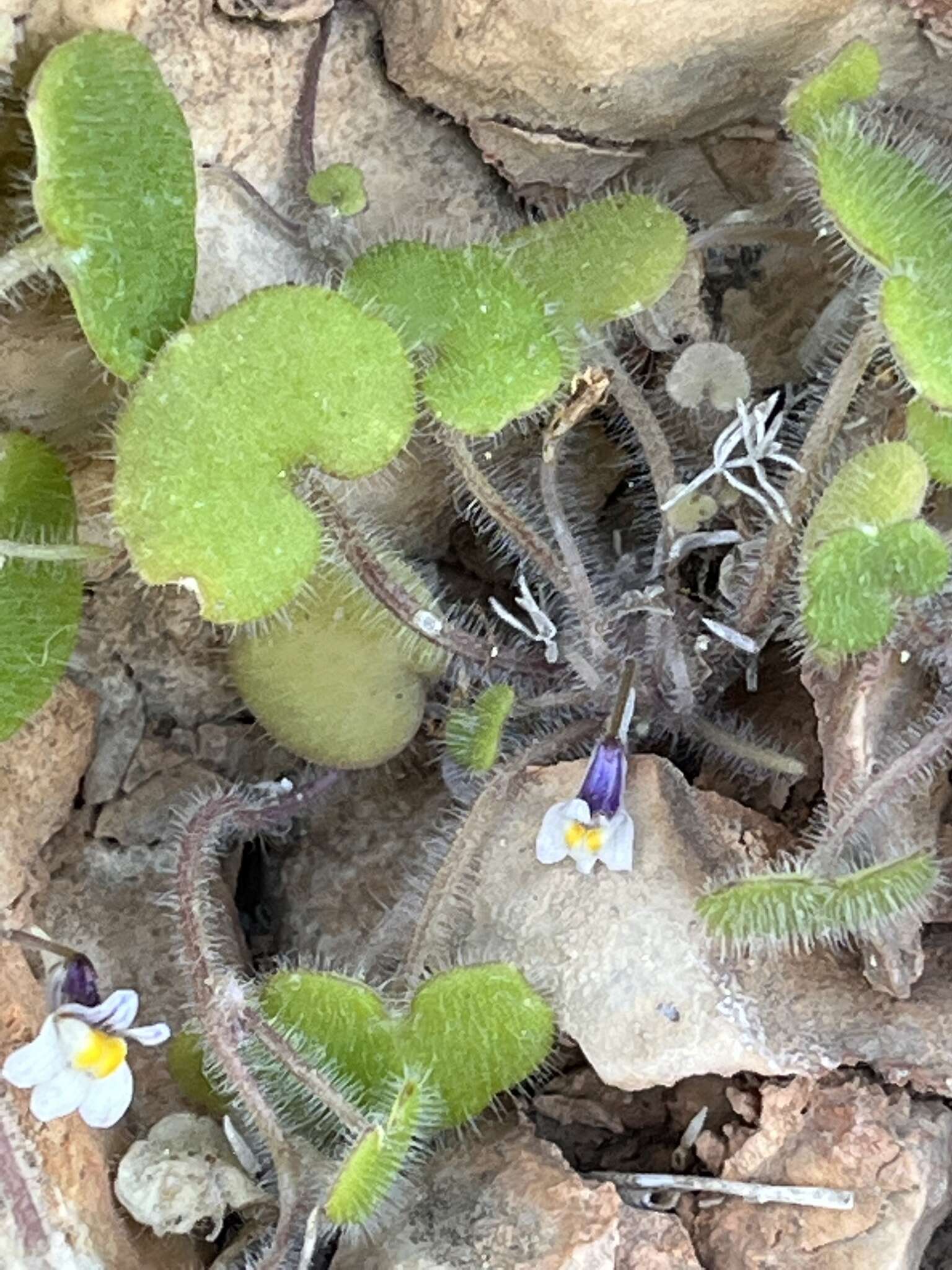 Image of Cymbalaria microcalyx (Boiss.) Wettst.