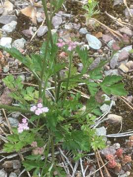 Torilis japonica (Houtt.) DC. resmi