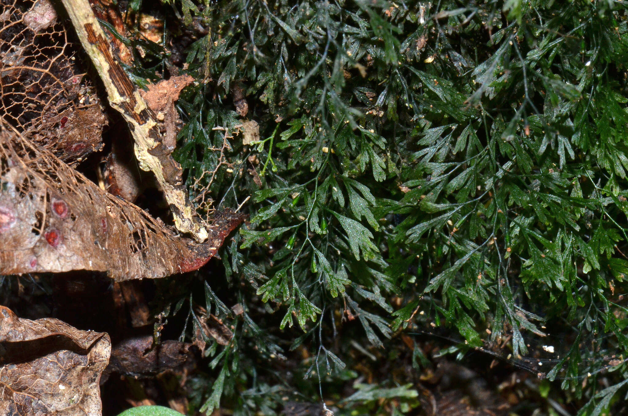 Image de Polyphlebium colensoi (Hook. fil.) Ebihara & K. Iwats.