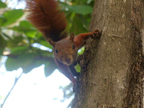 Image of Andean Squirrel