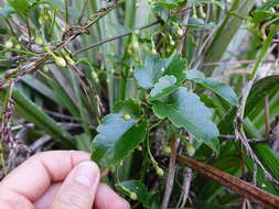 Image of Clematis forsteri J. F. Gmel.