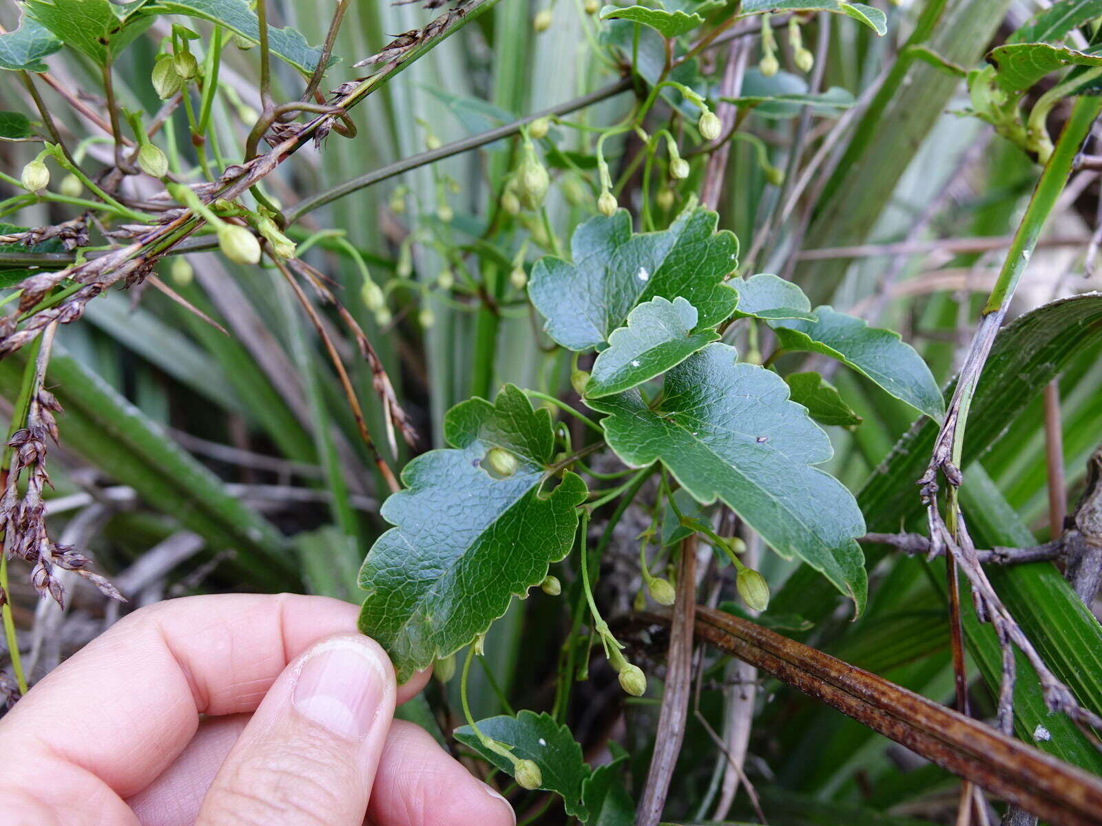 Image of Clematis forsteri J. F. Gmel.