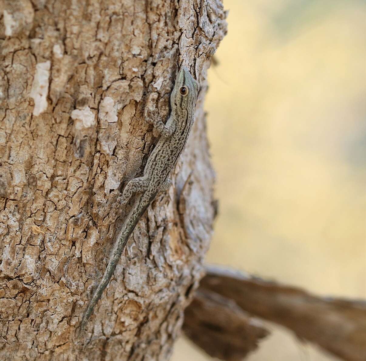 Image of Thicktail Day Gecko