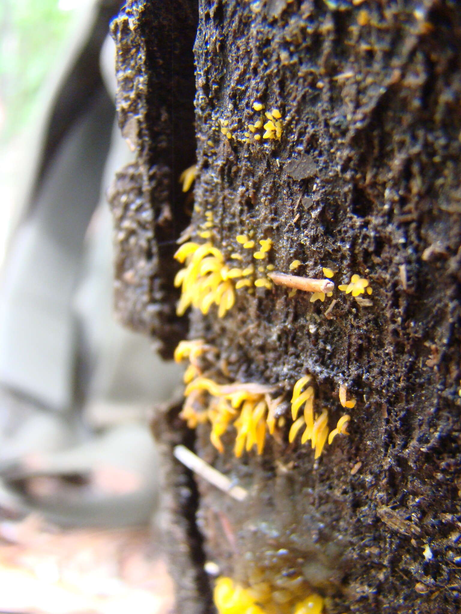 Image de Calocera furcata (Fr.) Fr. 1827