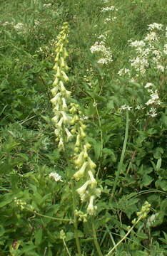 Image of <i>Aconitum lasiostomum</i>