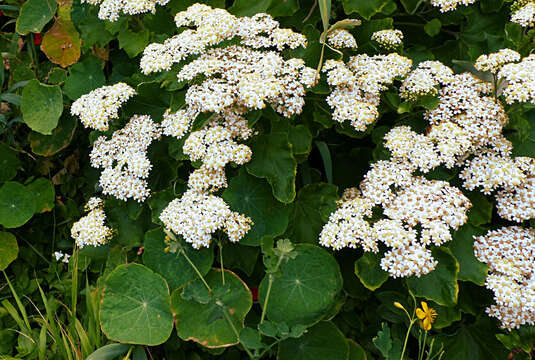 Plancia ëd Pericallis malvifolia (L'Hér.) B. Nord.