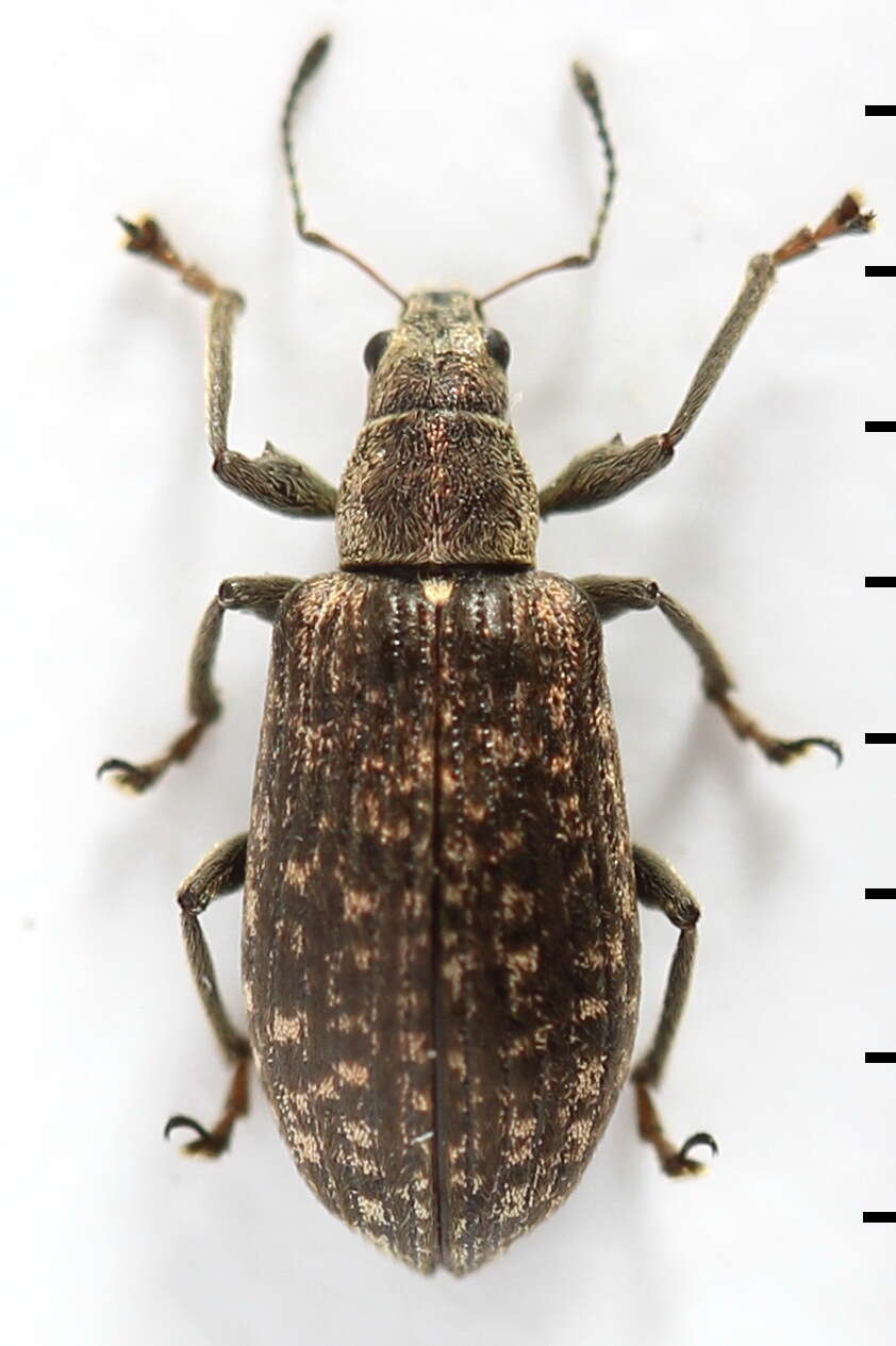 Sivun Polydrusus (Eurodrusus) pilosus Gredler 1866 kuva