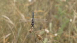 Imagem de Selysiothemis Ris 1897