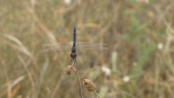 Selysiothemis Ris 1897 resmi