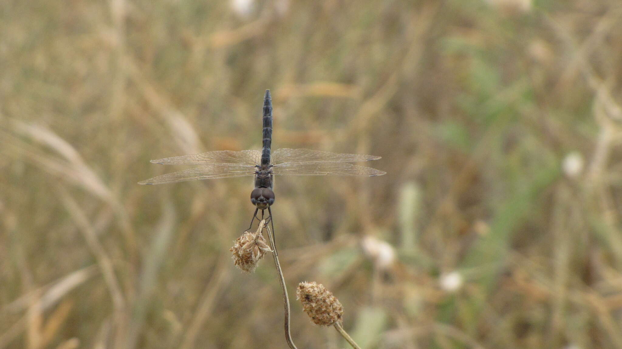 Imagem de Selysiothemis Ris 1897