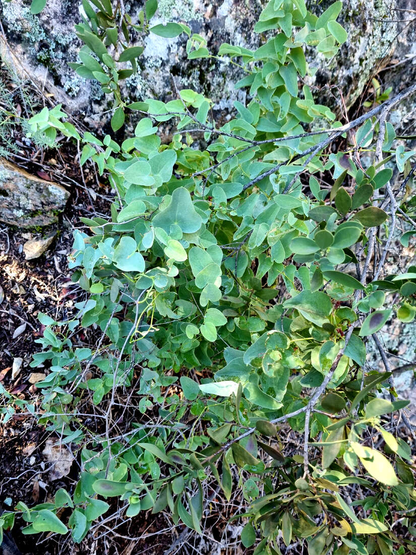 Dioscorea hemicrypta Burkill resmi