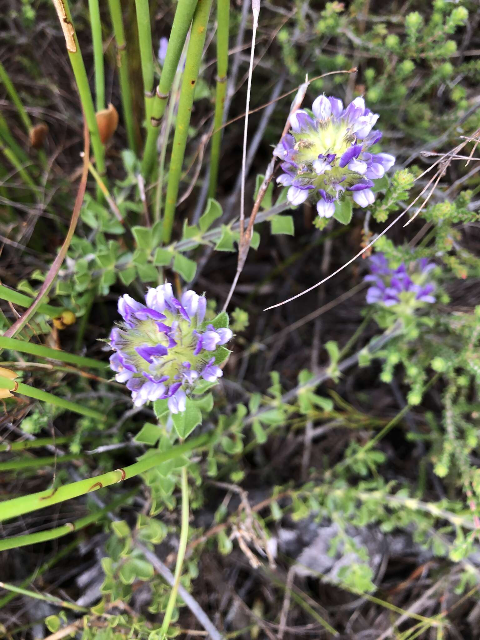 Otholobium fruticans (L.) C. H. Stirt.的圖片