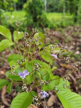 Vitex cooperi Standl.的圖片