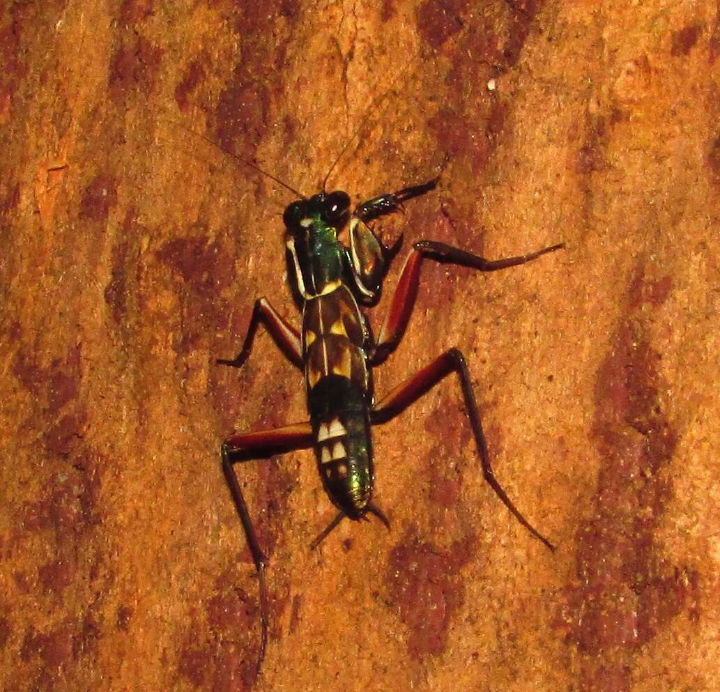 Image of Iridescent bark mantis