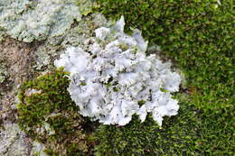 Physcia tribacia (Ach.) Nyl. resmi