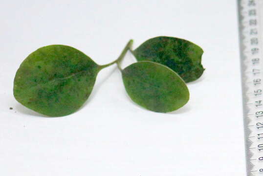 Image of Griselinia littoralis (Raoul) Raoul