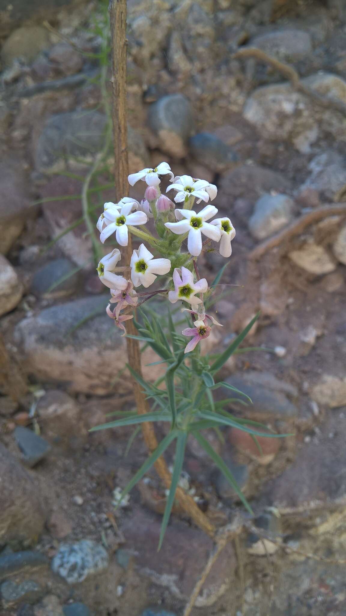 Plancia ëd Arjona longifolia Phil.