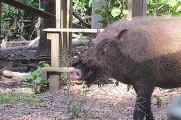 Image of Bearded Pig