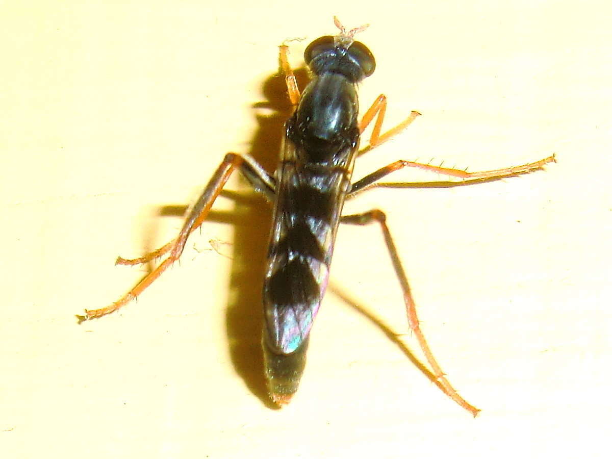 Image of Acraspisoides
