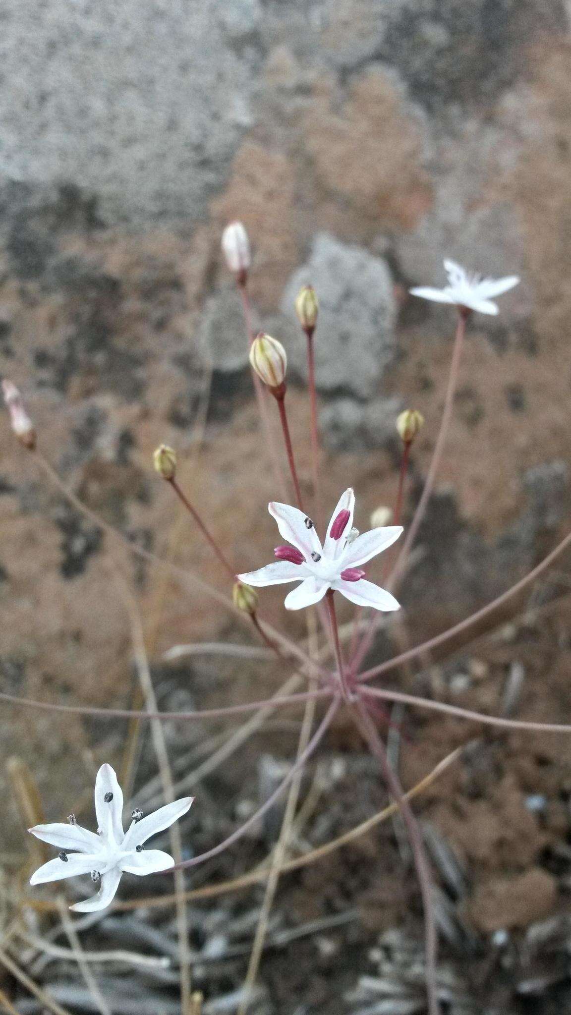 Image of Strumaria discifera subsp. bulbifera Snijman