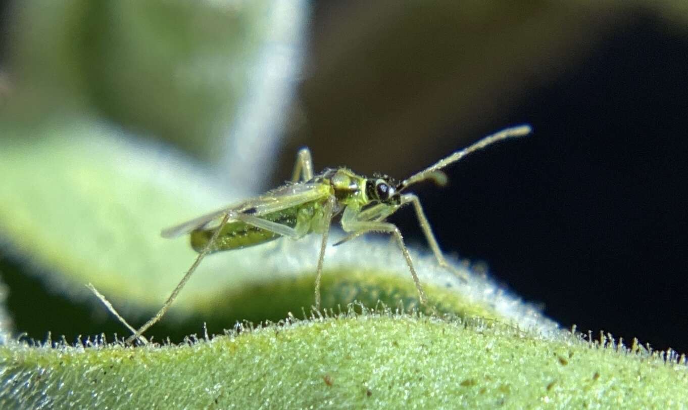 Image of Tupiocoris notatus (Distant 1893)