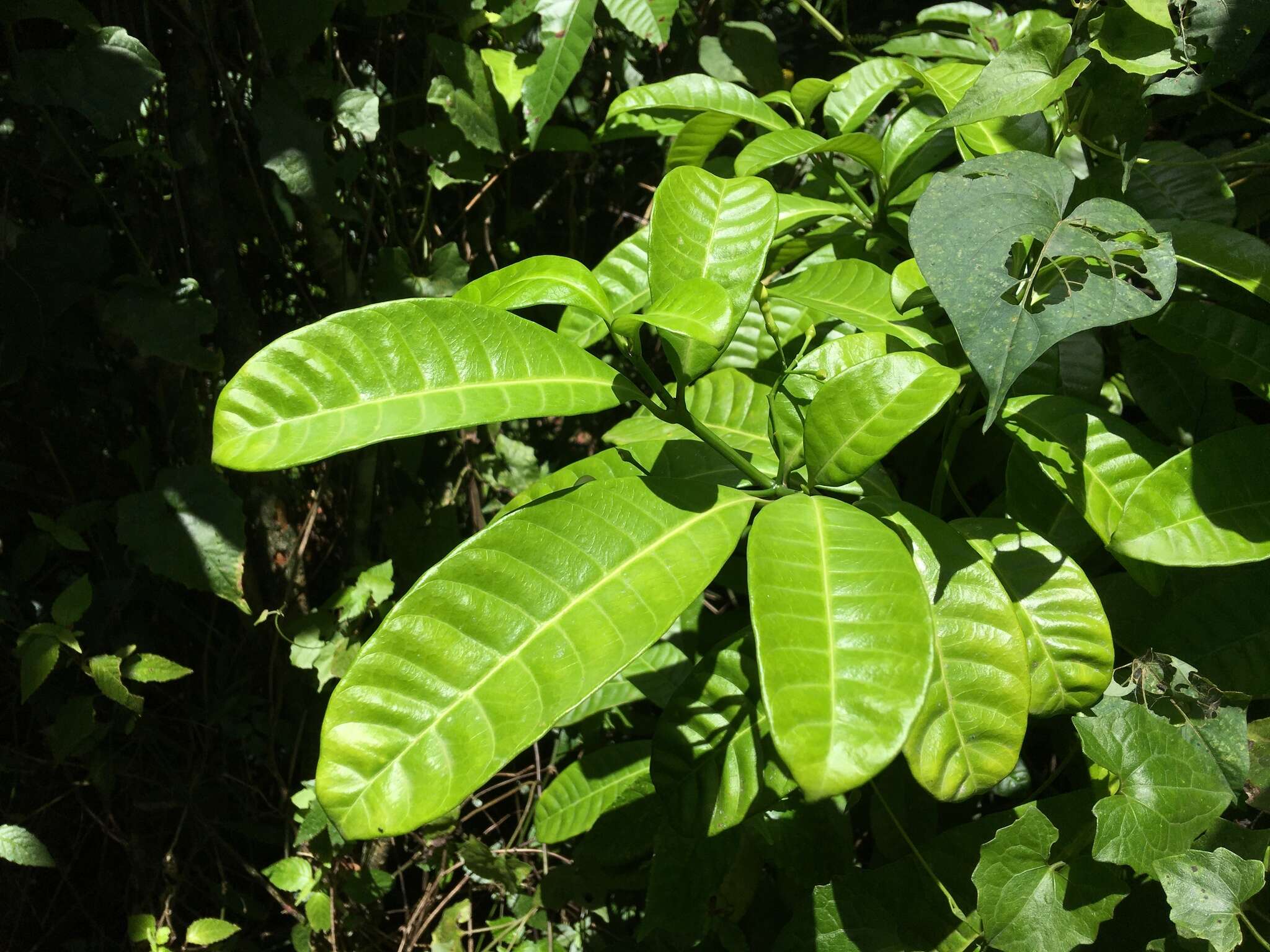 Sivun Tabernaemontana citrifolia L. kuva