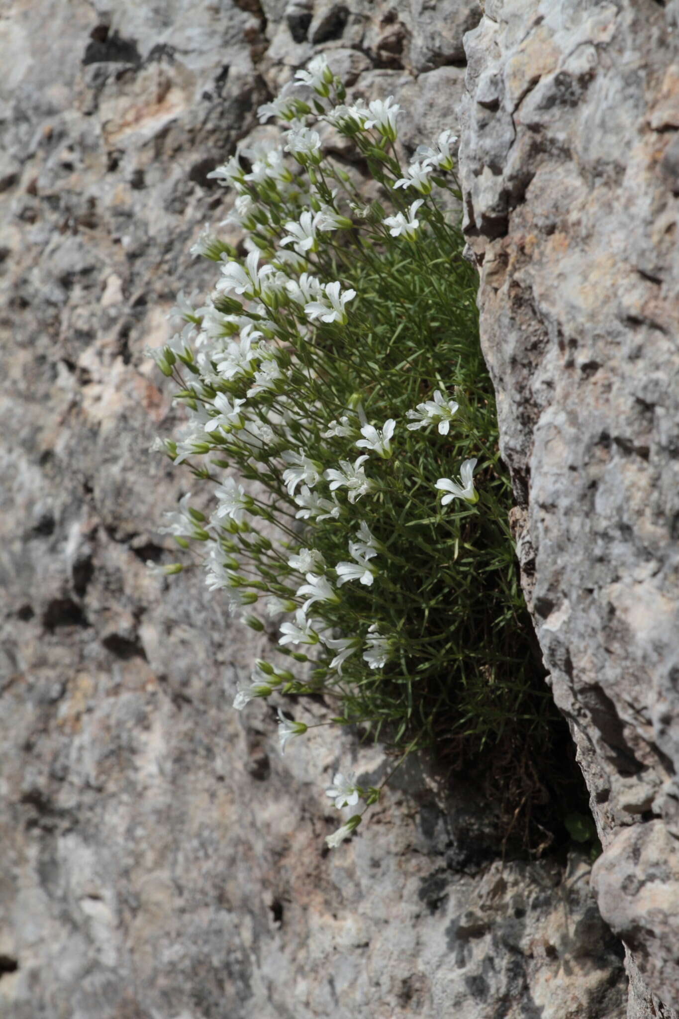 Image of Sabulina taurica (Steven) Dillenb. & Kadereit