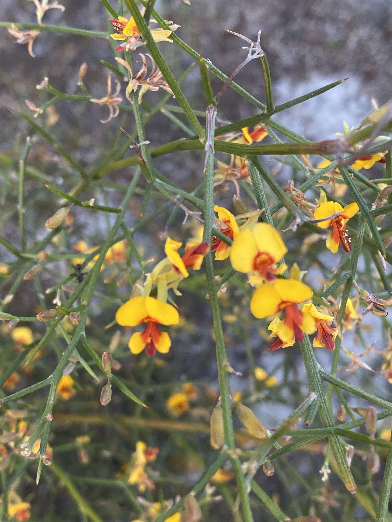 Image of Jacksonia spinosa (Labill.) Sm.