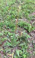 صورة Plantago sparsiflora Michx.