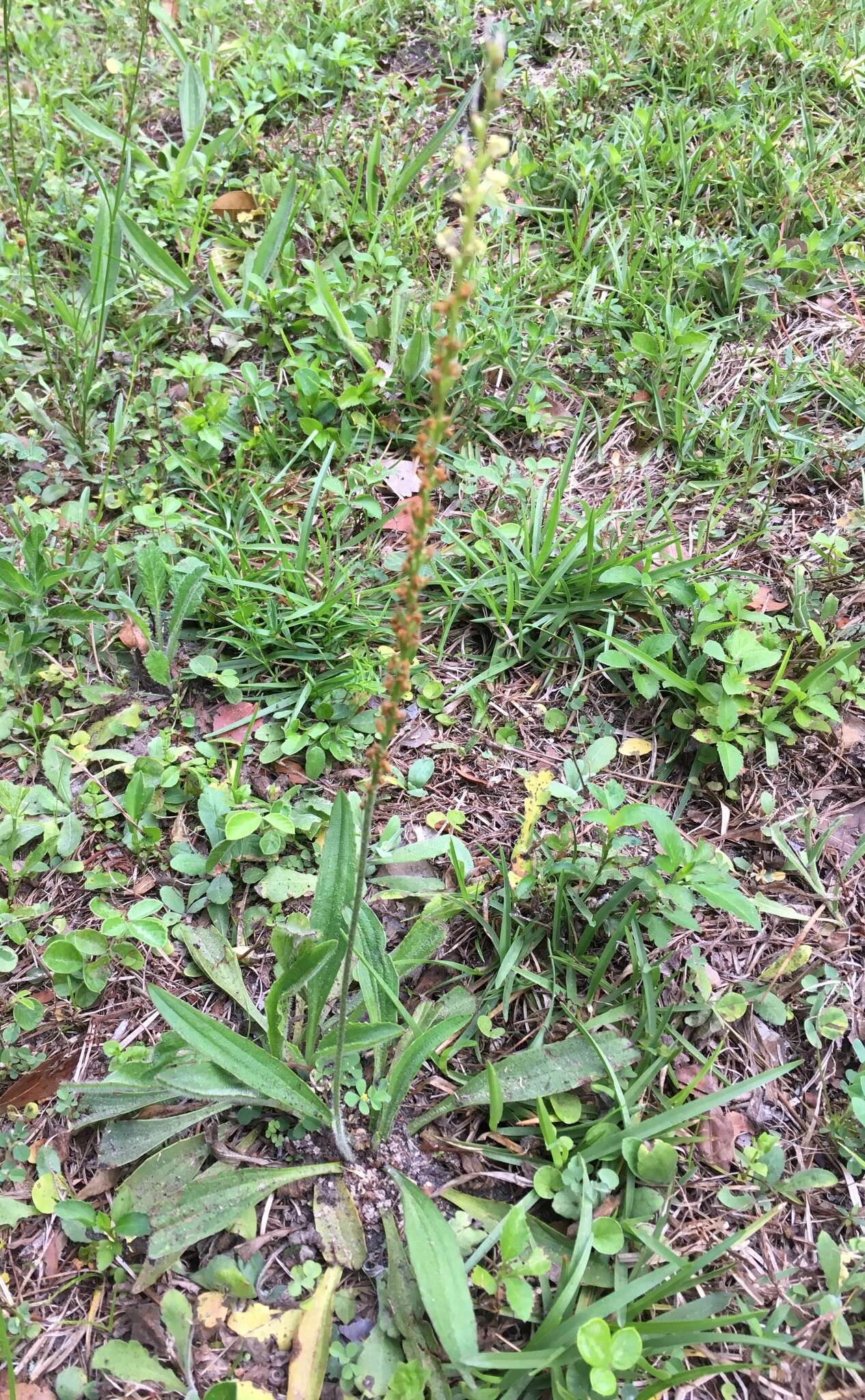 صورة Plantago sparsiflora Michx.