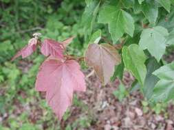 Image of Red Maple