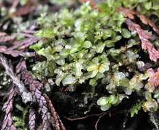 Image of rhizomnium moss