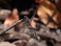 Nesogonia blackburni (McLachlan 1883) resmi