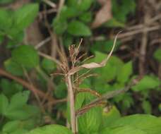 Image de Paspalum paniculatum L.