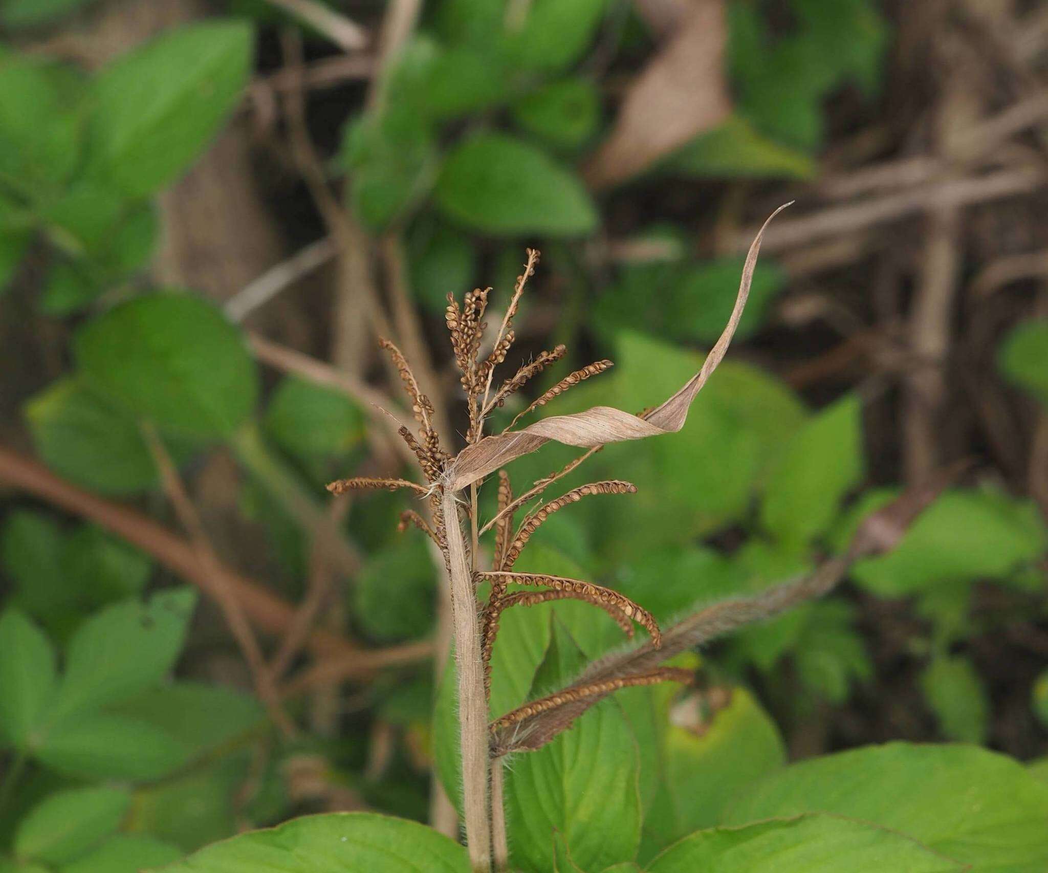 Image de Paspalum paniculatum L.